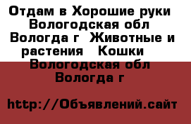 Отдам в Хорошие руки - Вологодская обл., Вологда г. Животные и растения » Кошки   . Вологодская обл.,Вологда г.